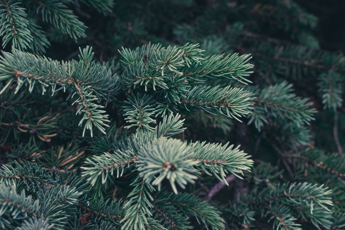 Spruce Bough, Alberta