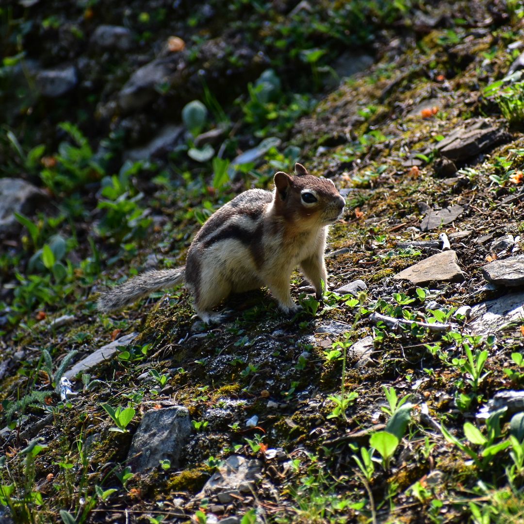Alpine Squirrel in Alberta, Instagram
