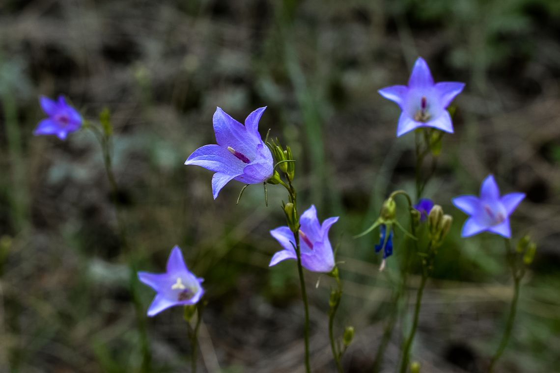 Summer Harebells, Alberta
