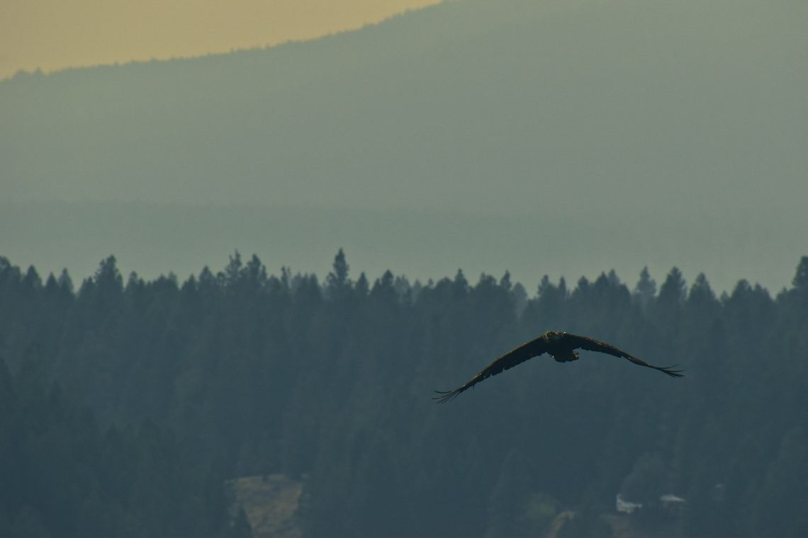Eagle in Flight, British Columbia