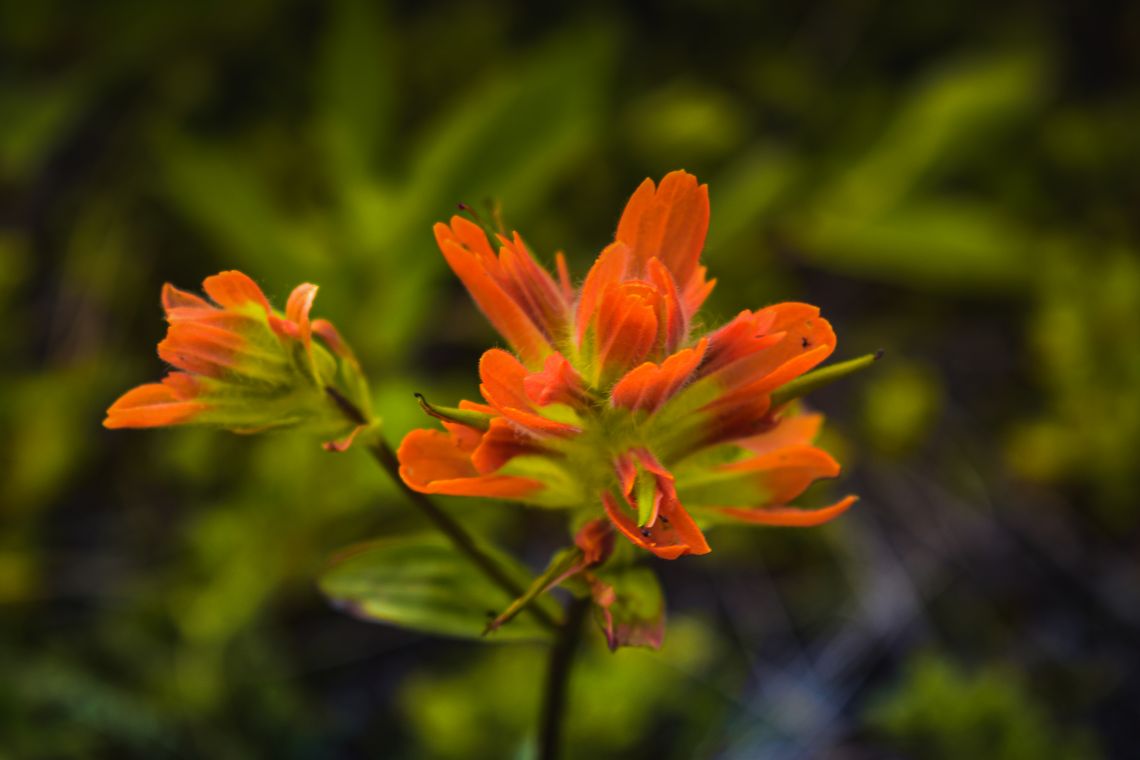 Prairie Fire in Alberta