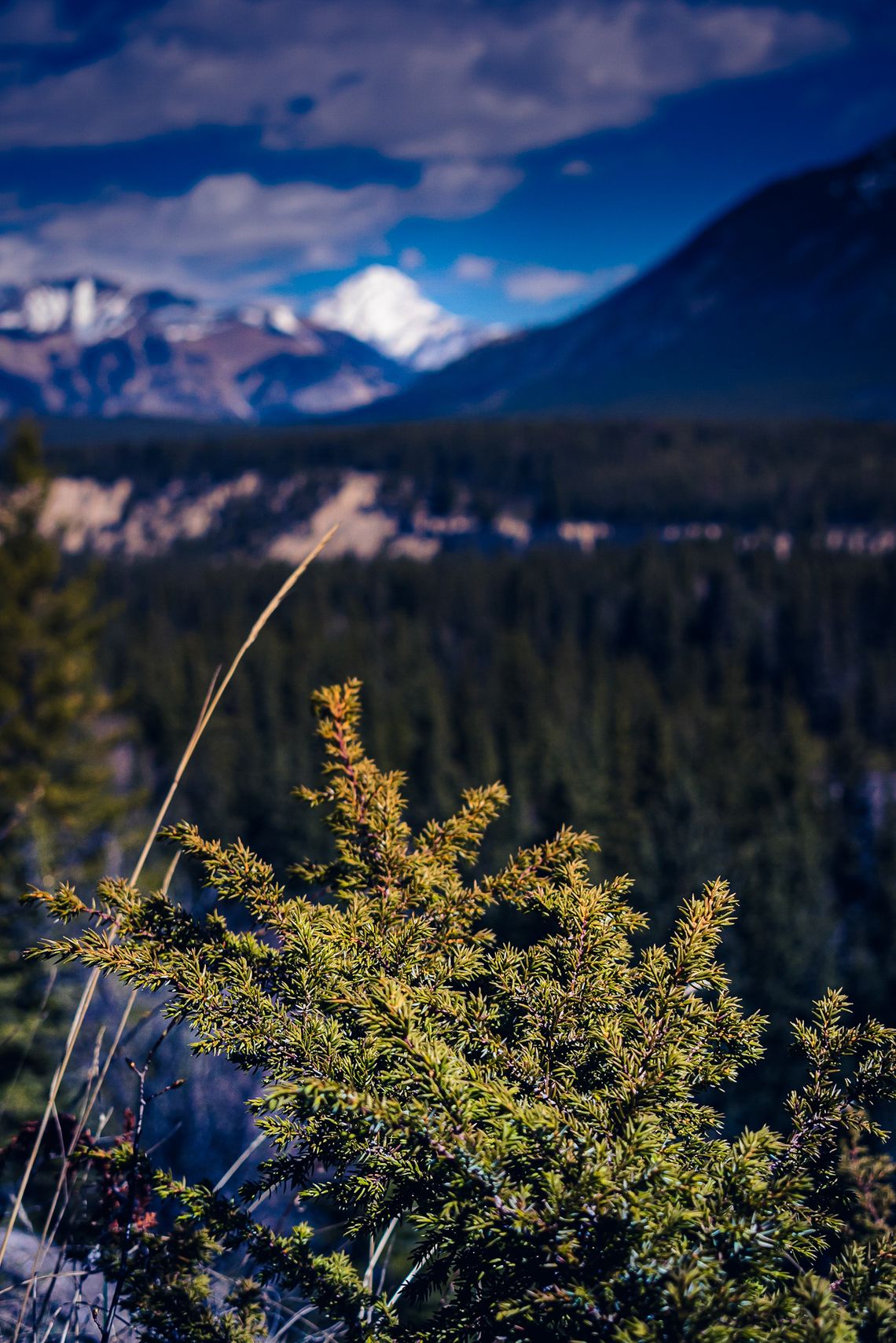 Highway 93, Alberta