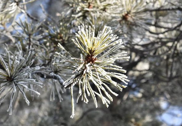 Frosty Pine Boughs for Christmas