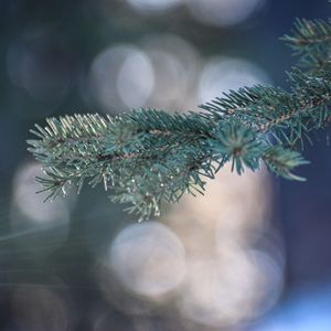 Spruce Bough