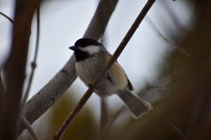 Chickadee in Alberta
