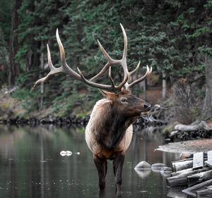 Elk in Jasper, Alberta