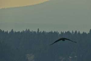 Eagle in Flight, British Columbia