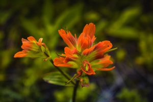 Prairie Fire in Alberta