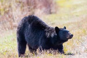 Black Bear near Nordegg, Alberta