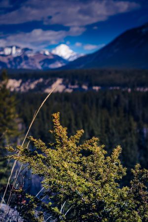 Highway 93, Alberta
